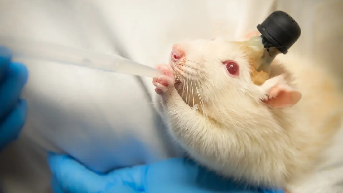 A laboratory rat being hand-fed by a researcher